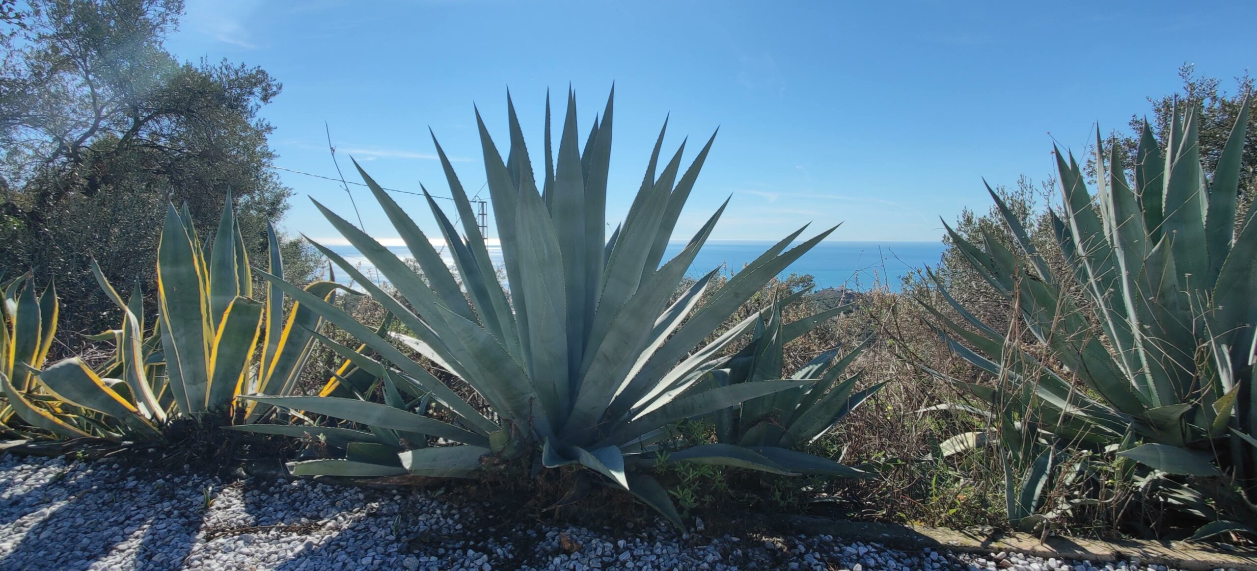 Agaves